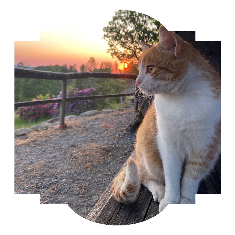 Bippo beim Sonnenuntergang